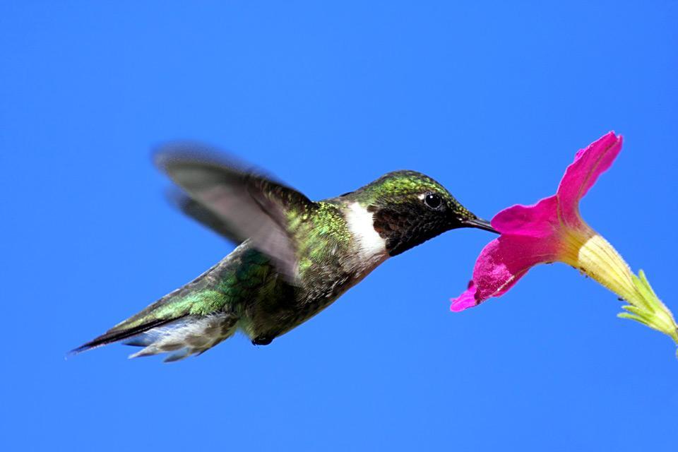 Birds , A hummingbird, Jamaica , Jamaica