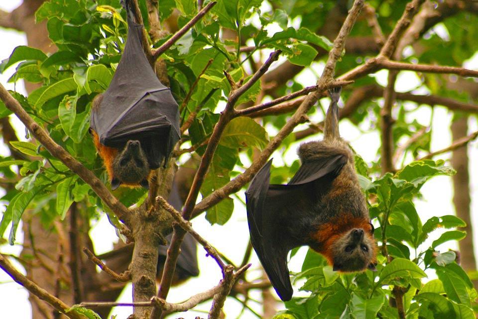 los-mam-feros-jamaica