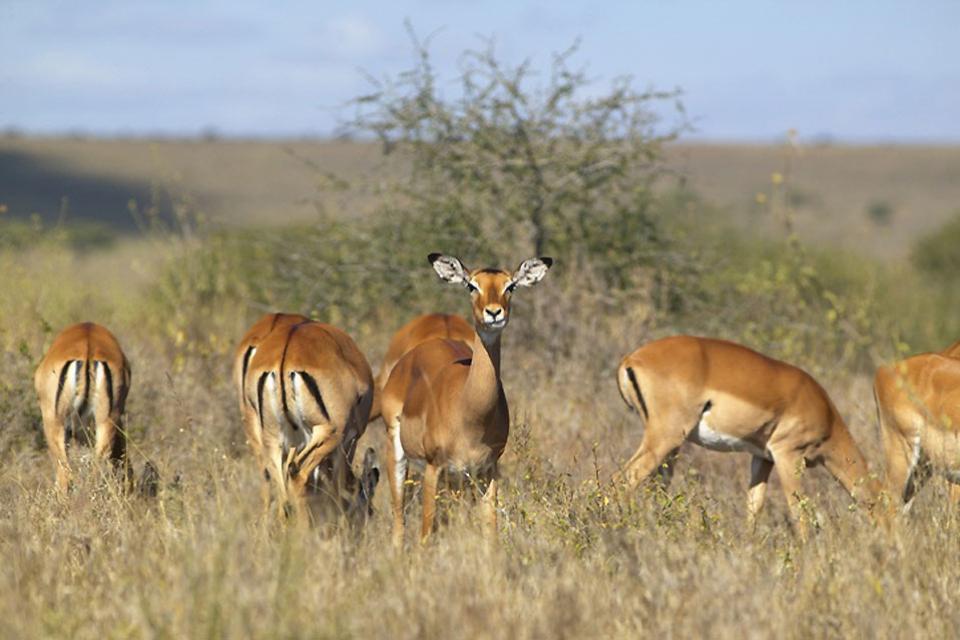 El Parque Nacional de Nairobi - Kenia