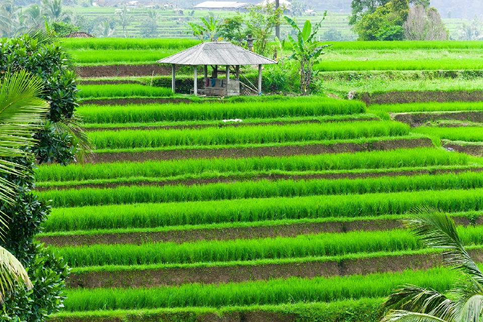 Wälder und Landwirtschaft , Laos