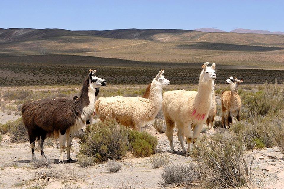 La fauna de la Pampa , Argentina