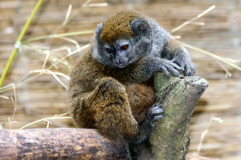I lemuri , Madagascar
