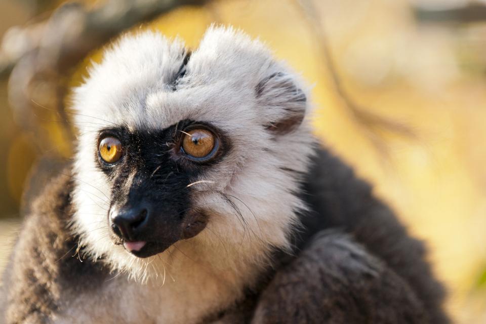 Les lémuriens , Madagascar