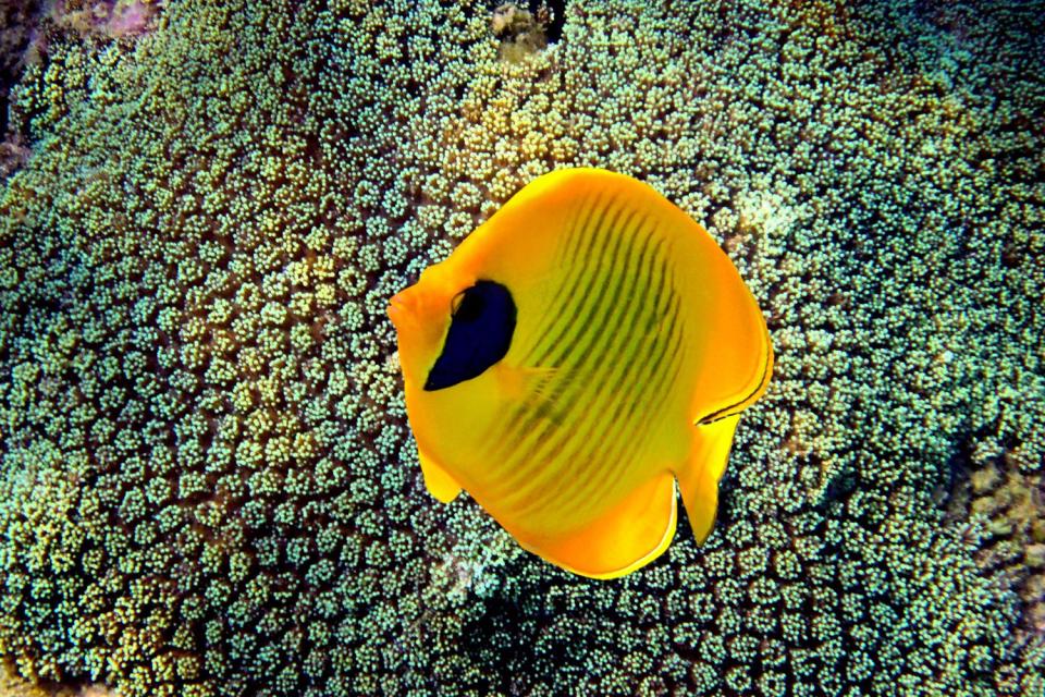 Die Unterwasserfauna , Madagaskar