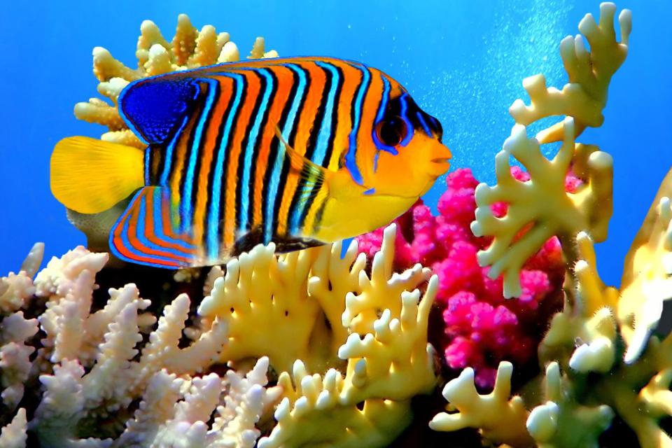 La fauna submarina , Madagascar