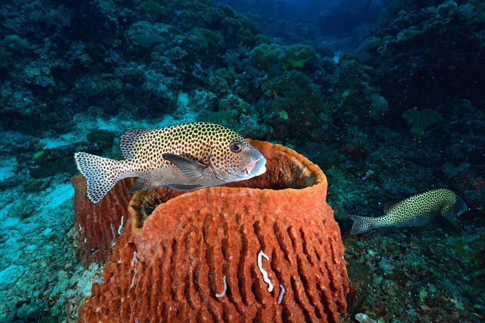 La fauna submarina , Madagascar