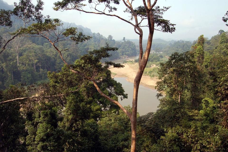 Der Nationalpark von Taman Negara - Malaysia