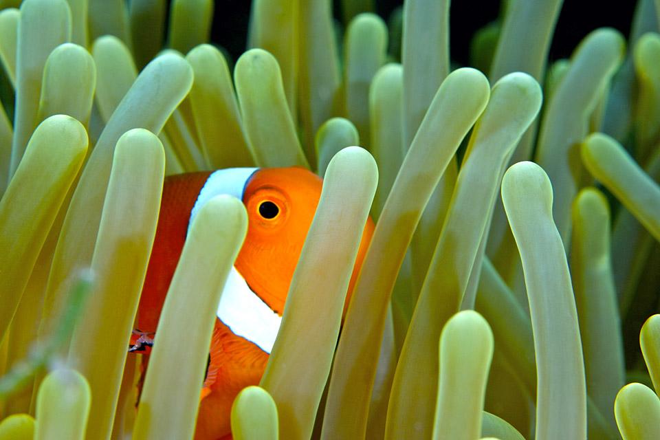 La faune sous-marine , Les poissons-clowns , Malaisie