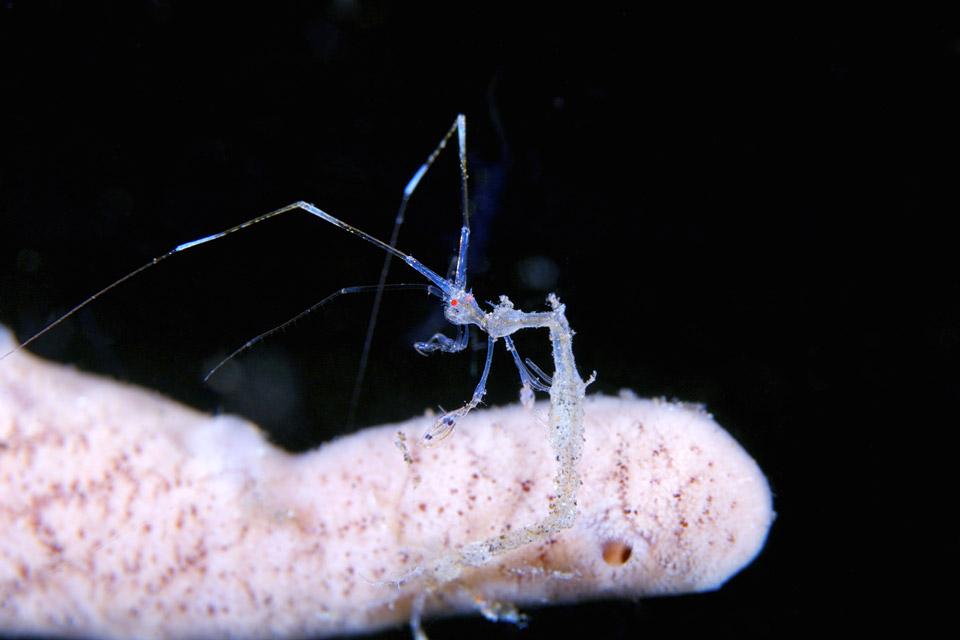 La faune sous-marine , La crevette malaise , Malaisie