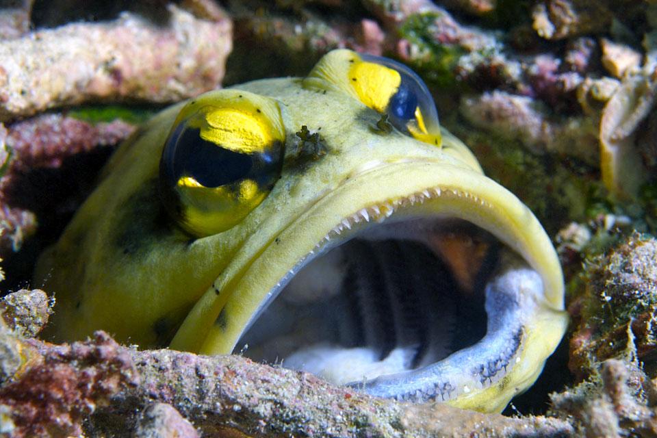 La faune sous-marine , Le poisson abyssal , Malaisie