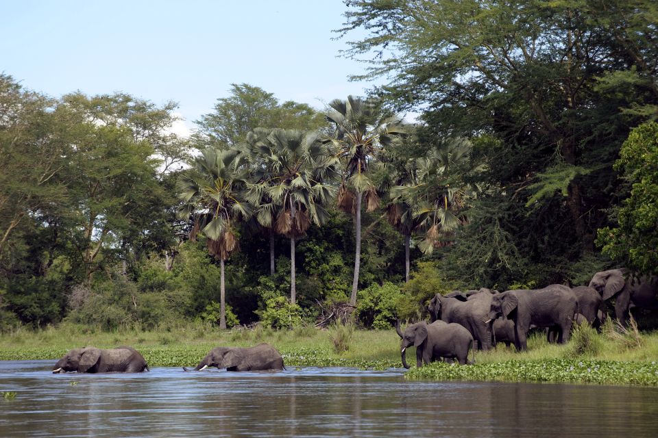 Les paysages, Afrique Malawi Parc National Liwonde éléphant elephant pachyderme faune animal