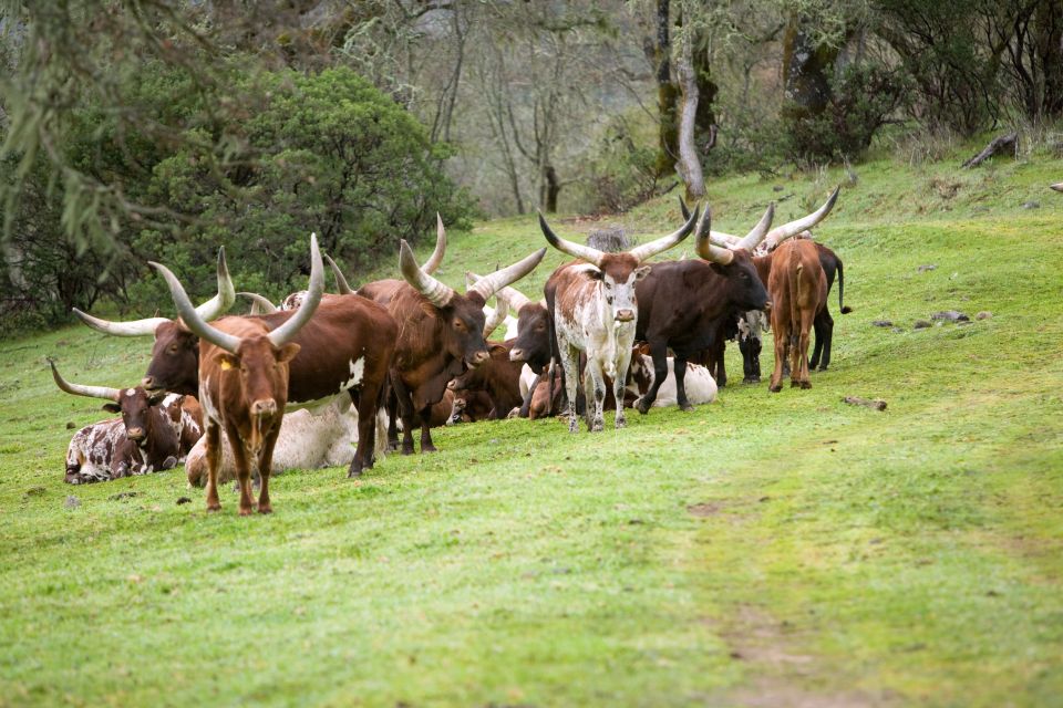 Les paysages, Afrique Malawi faune animal nature vache bétail agriculture bovidés mammifère