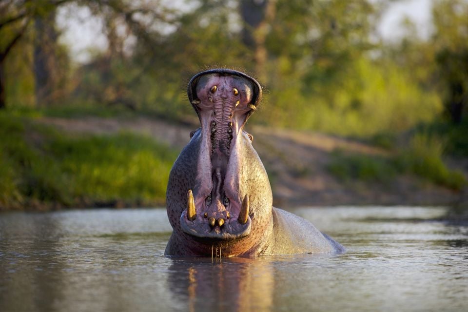 La faune et la flore, Afrique Malawi faune animal nature mammifère hippopotame pachyderme.