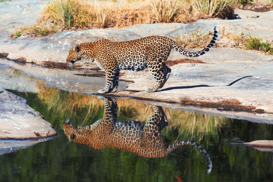 La faune et la flore, Afrique Malawi faune animal nature mammifère fauve félin félidés léopard