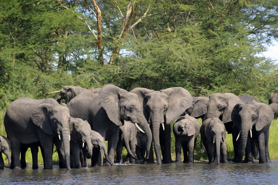 La faune et la flore, Elephant Herd Malawi Liwonde National Park Drinking