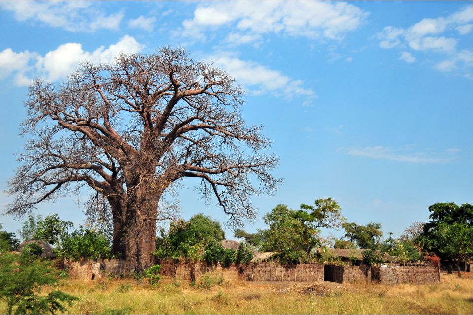 La faune et la flore, Afrique Malawi flore végétation nature arbre baobab