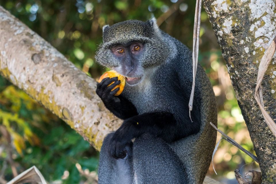 La faune et la flore, Afrique Malawi flore végétation nature fruit alimentation aliment singe primate mammifère faune
