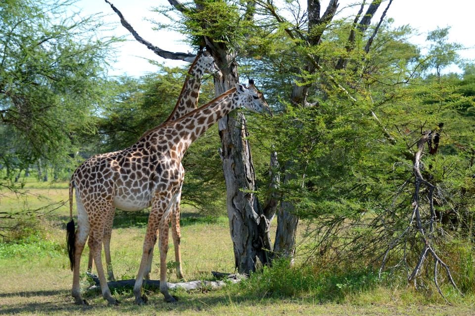 La faune et la flore, Afrique Malawi flore girafe animal mammifère arbre acacia