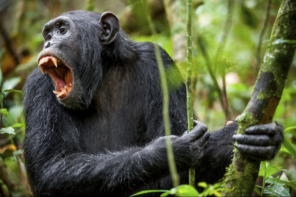 La faune et la flore, Mali afrique parc réserve baoulé savane faune mammifère animal singe primate chimpanzé