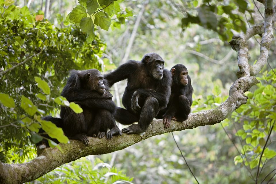 La faune et la flore, Bafing reserve mali afrique faune animal nature singe primate chimpanzé