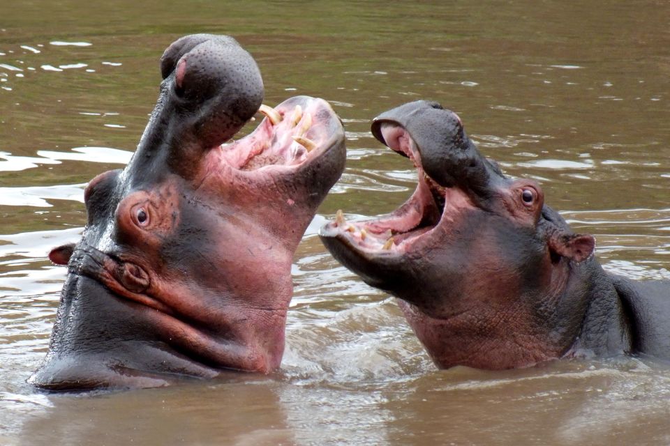La faune et la flore, Bafing reserve mali afrique faune animal nature hippopotame
