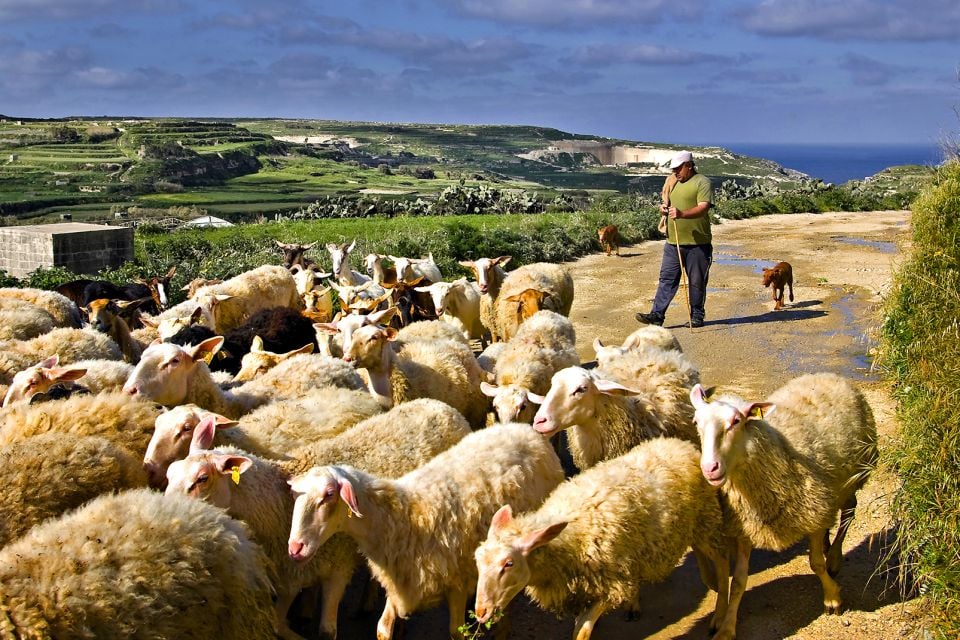 La pastorizia, Malta, L'isola di Gozo, I paesaggi, Malta
