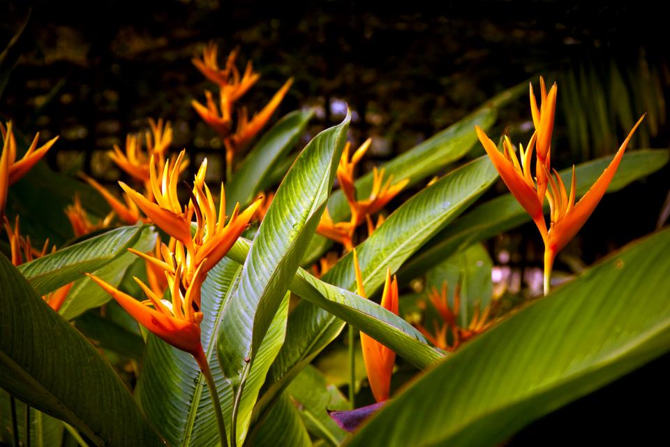 "L'isola dei fiori" , La famiglia degli Heliconias , Martinica