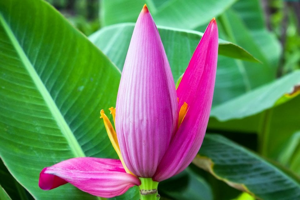 Flores de plátano, "La Isla de las Flores", La flora, Martinica