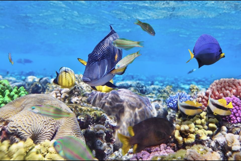 Under-water wildlife - Mauritius