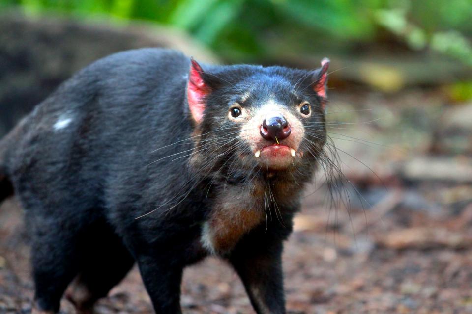 Las especies indígenas , El diablo de Tasmania , Australia
