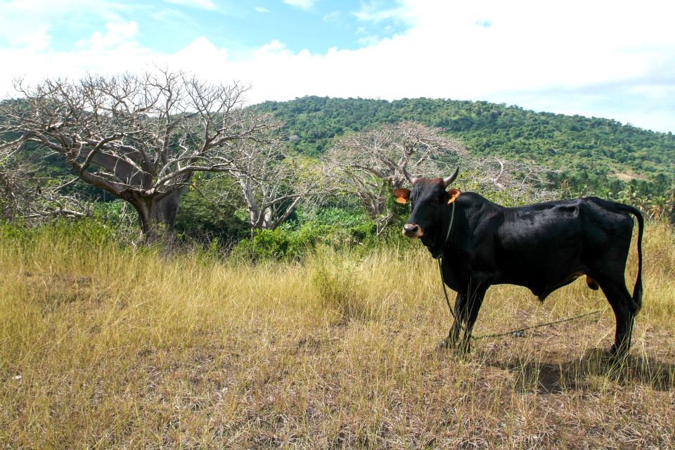 Grande Terre - Los paisajes agrícolas, Los paisajes, Mayotte