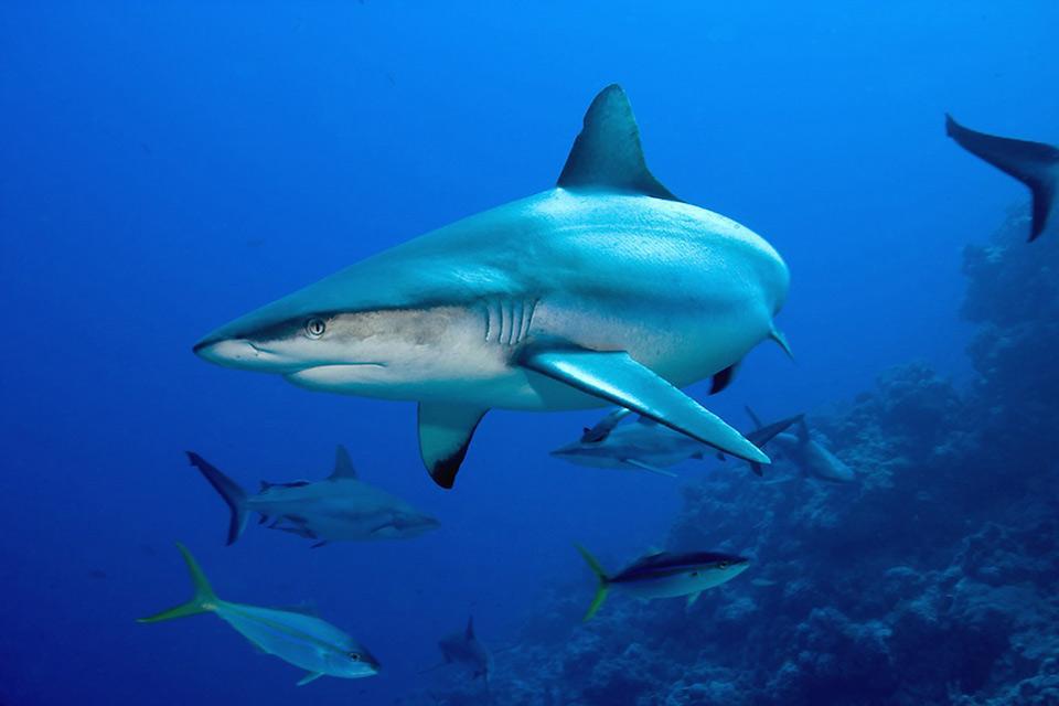 Das Meeresleben , Haie in Australien , Australien