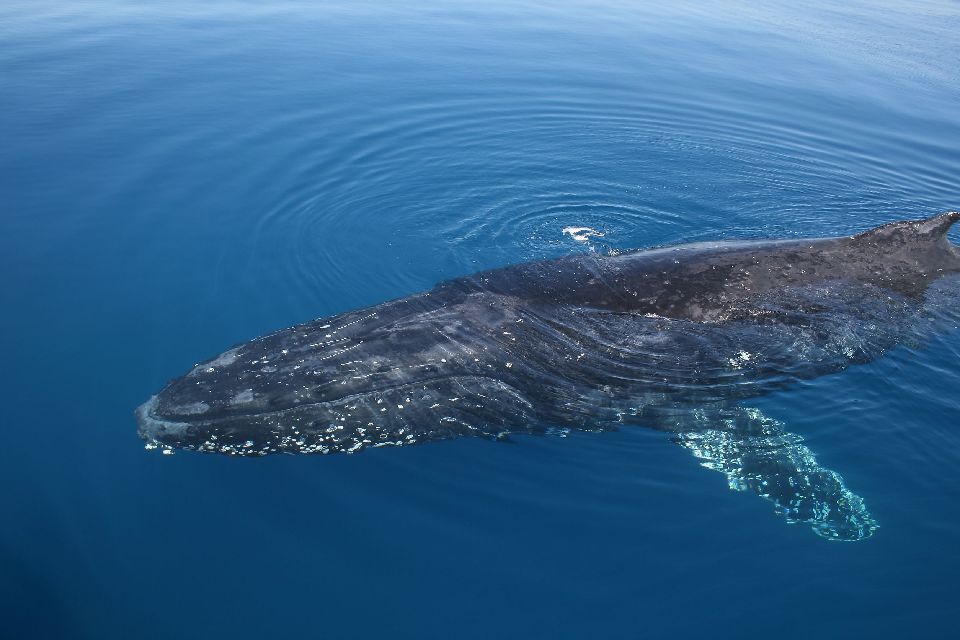 Das Meeresleben , Beobachtung von Walen. , Australien