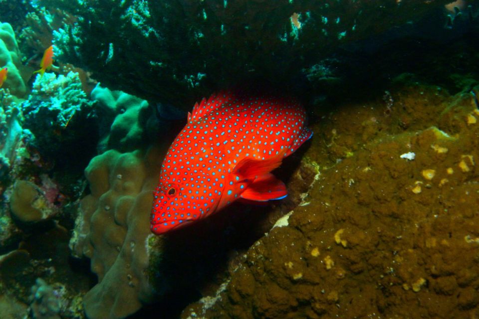 La fauna marina, La fauna e la flora, Mayotte