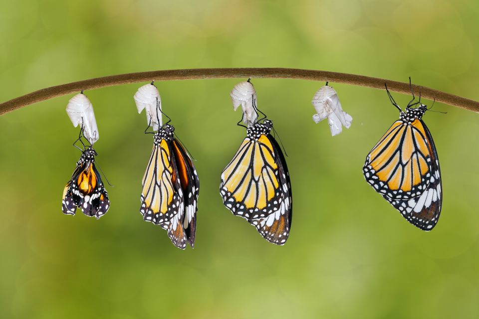 Die Monarca-Schmetterlinge, Die Mariposa Monarca, Die Fauna und Flora, Mexikanisches Festland