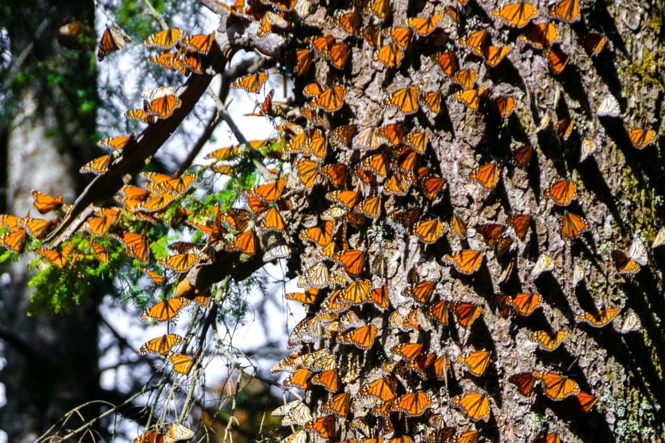 The monarca butterflies, The fauna and flora, Continental Mexico