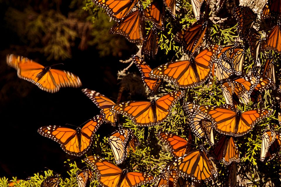 Las mariposas Monarca, Fauna y flora, México continental