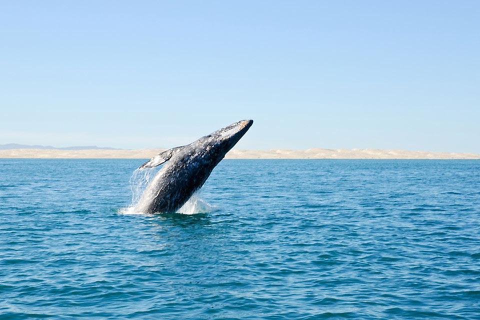 Las ballenas , México