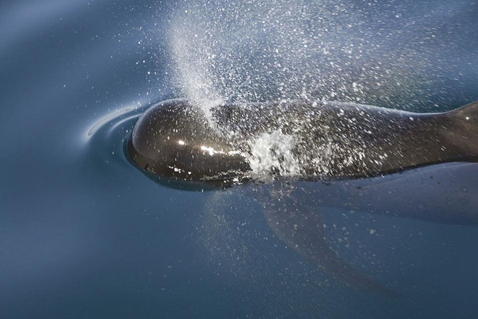 Les baleines , Mexique