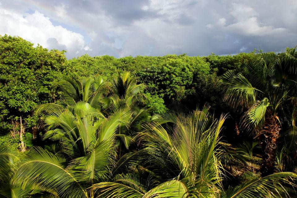 La selva - Yucatán - México