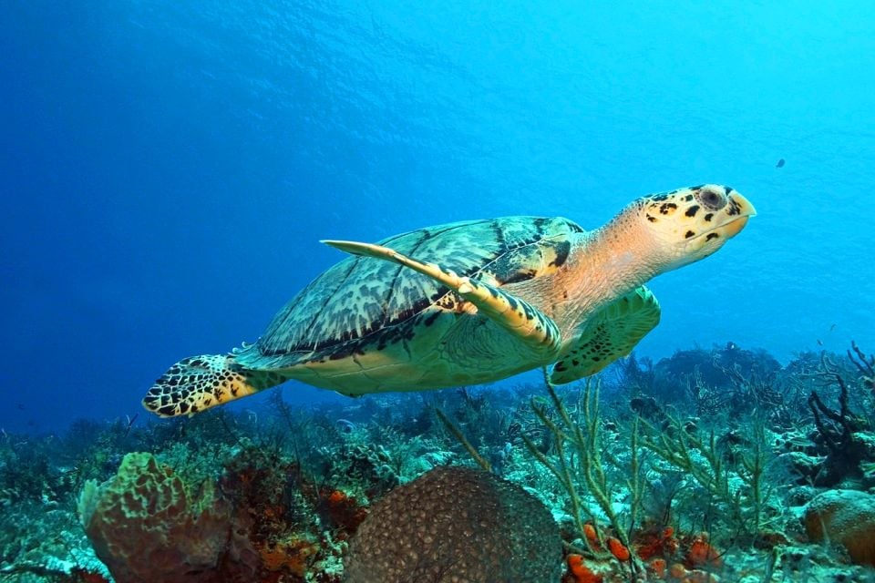 , Los arrecifes submarinos de la isla de Cozumel., Fauna y flora, Yucatán