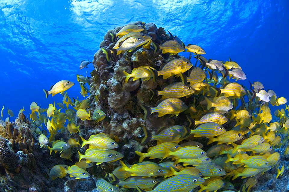 Le scogliere sottomarine dell'isola di Cozumel , La barriera corallina di Cozumel , Messico