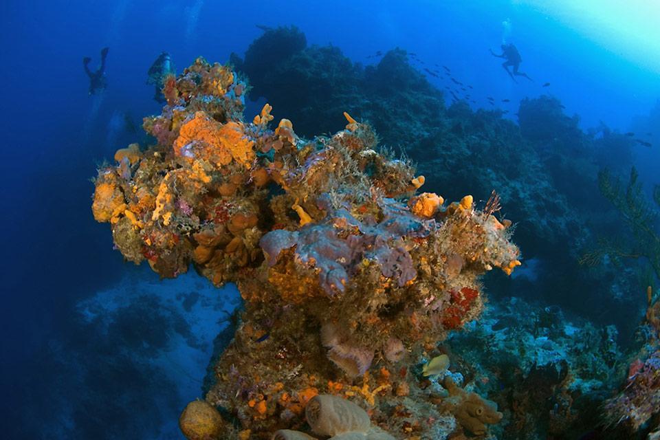 The under-water coral reefs of Cozumel Island.  , Mexico