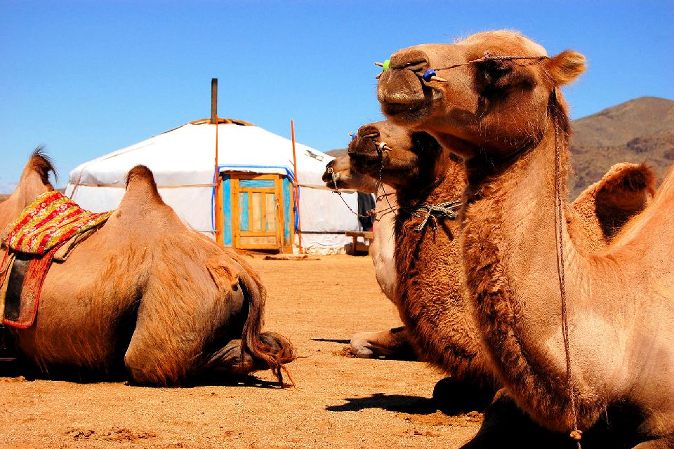 El Desierto De Gobi Mongolia 