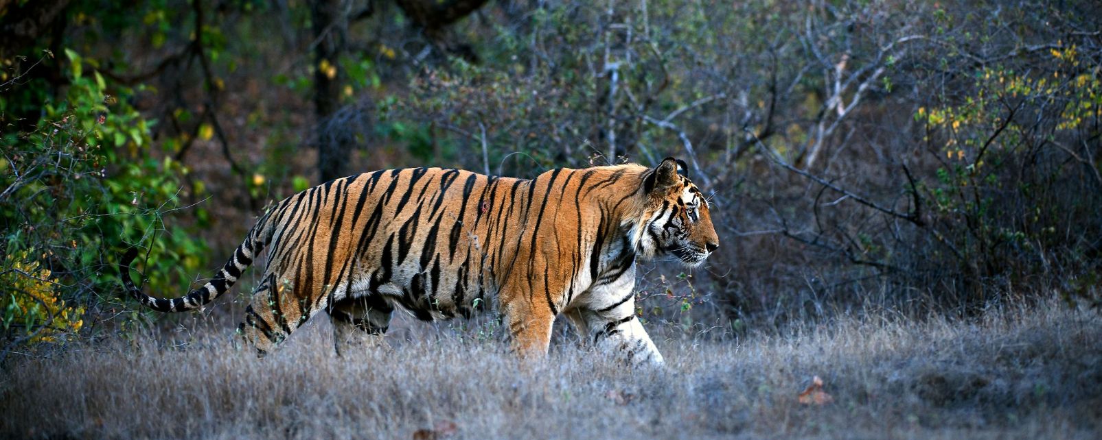 wildlife-myanmar-burma