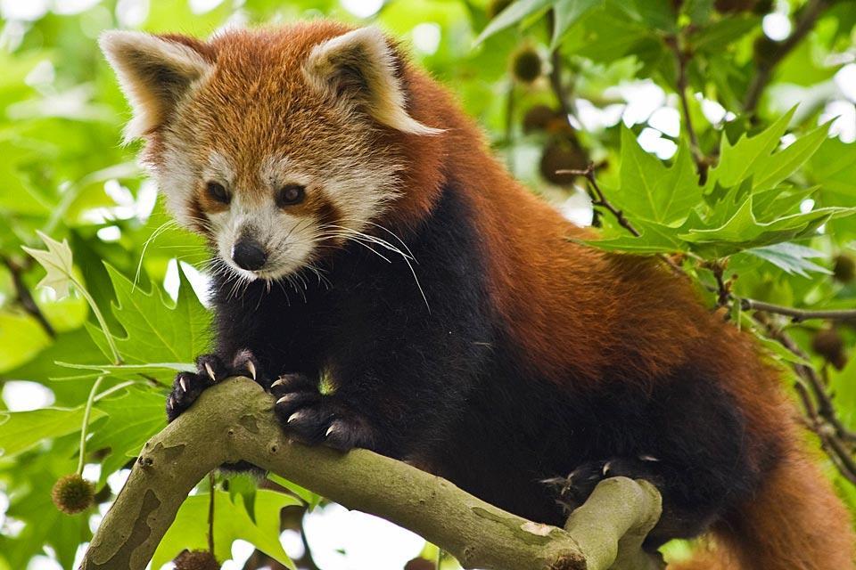La faune , Un panda roux , Myanmar