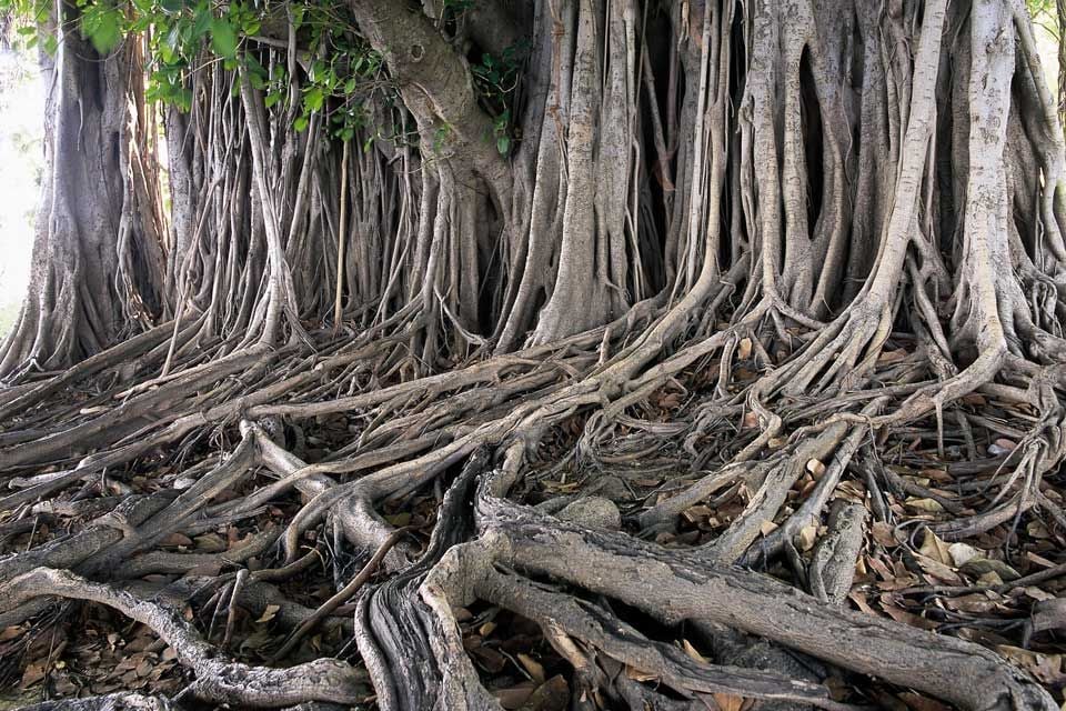 Mangrove, Flora, The fauna and flora, Myanmar