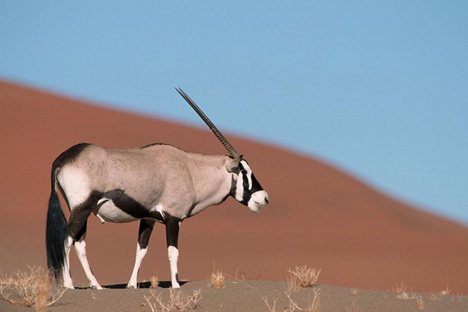La fauna , Namibia