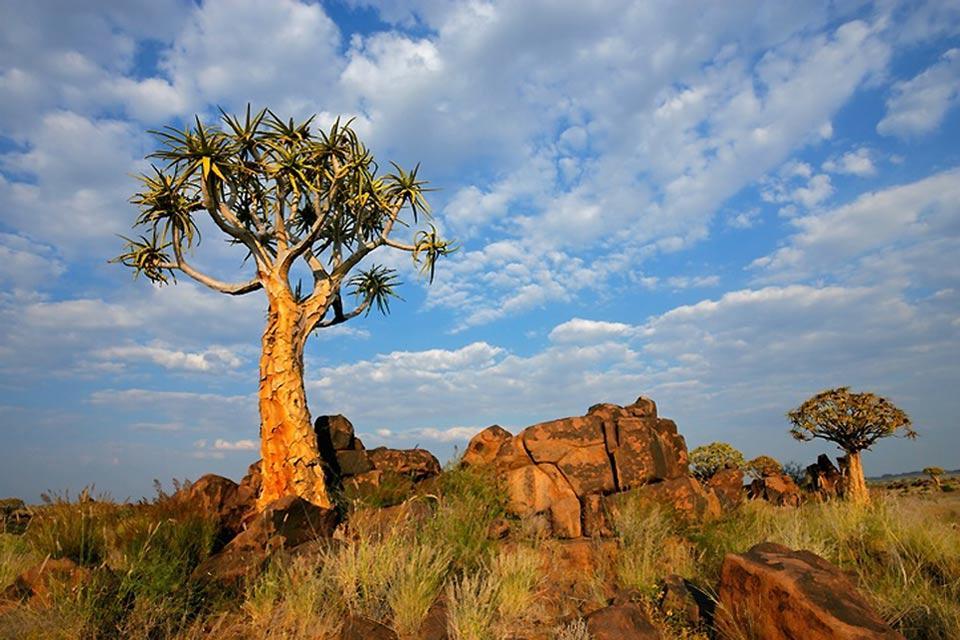 La flora , Namibia