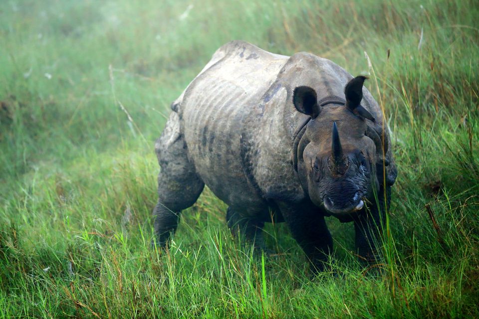 Wildlife - Nepal